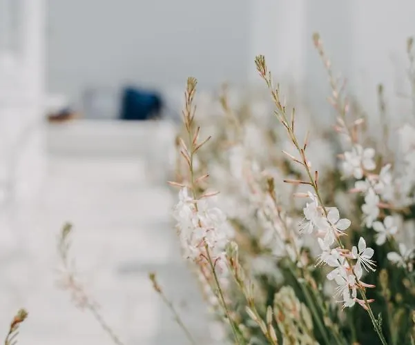 فندق Aether Boutique Glastros (Mykonos)